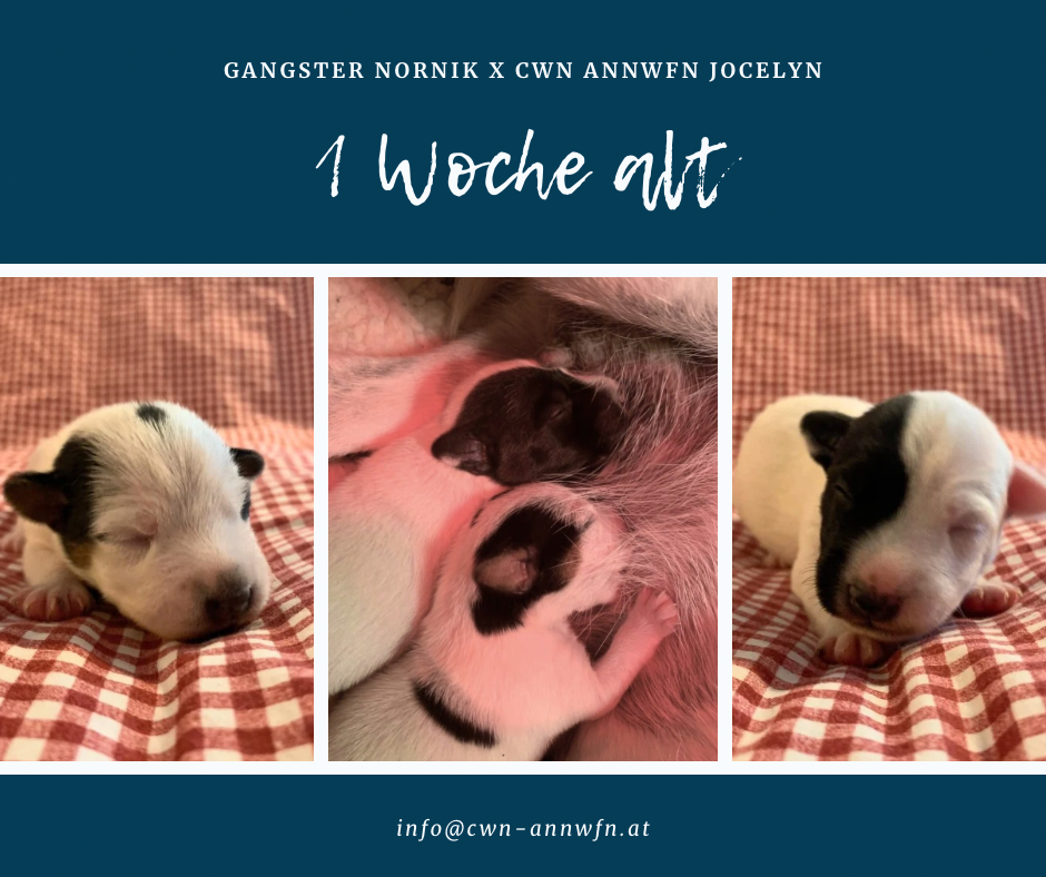 N-Wurf 1 Woche alt